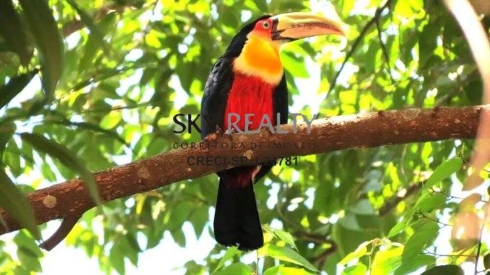 Chácara, 6 quartos, 245 m² - Foto 12