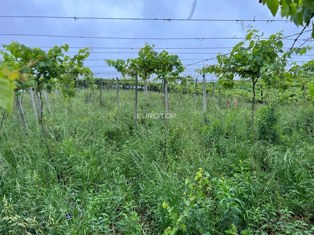 Terreno, 5 hectares - Foto 7