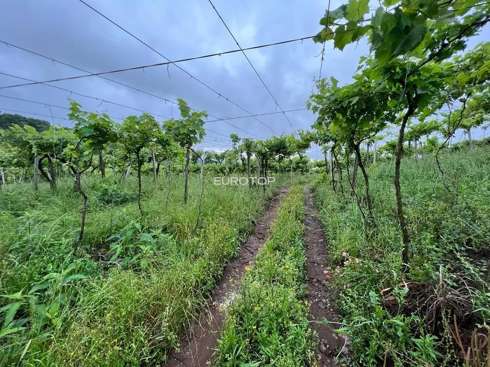 Terreno, 5 hectares - Foto 6