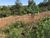 Terreno, 240 m² - Foto 5