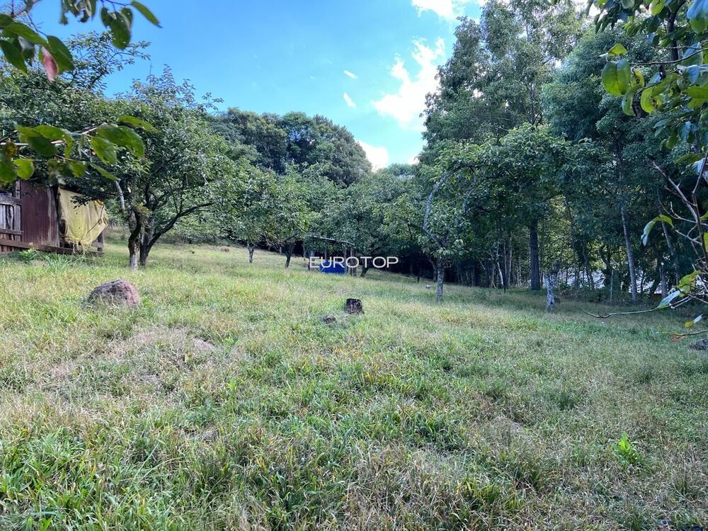 Sítio, 4 hectares - Foto 2