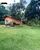 Casa, 5 quartos, 240 m² - Foto 2