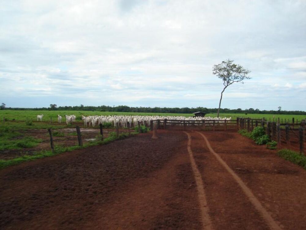 Fazenda - Foto 4