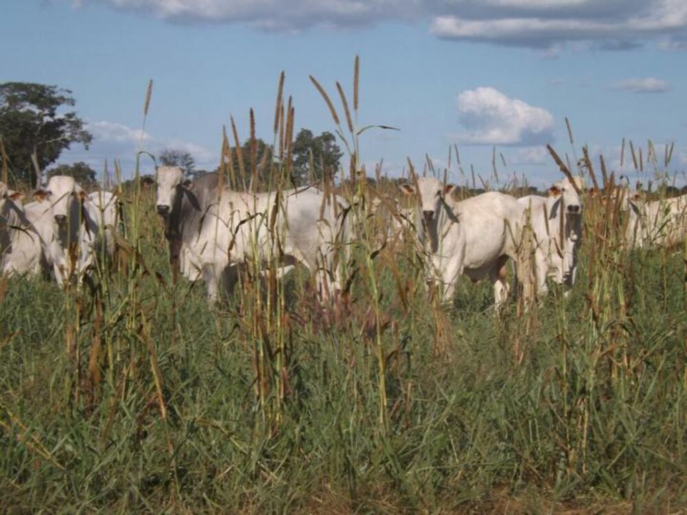 Fazenda-Sítio-Chácara, 588 m² - Foto 4