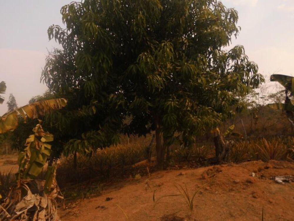 Chácara, 2 quartos, 5150 m² - Foto 7