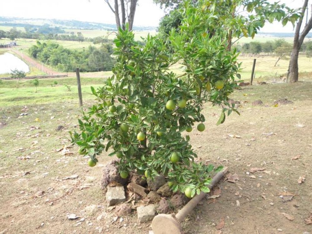 Fazenda à venda com 3 quartos, 15m² - Foto 6