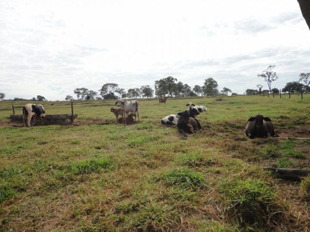 Fazenda à venda com 3 quartos, 15m² - Foto 7