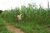 Fazenda-Sítio-Chácara - Foto 9