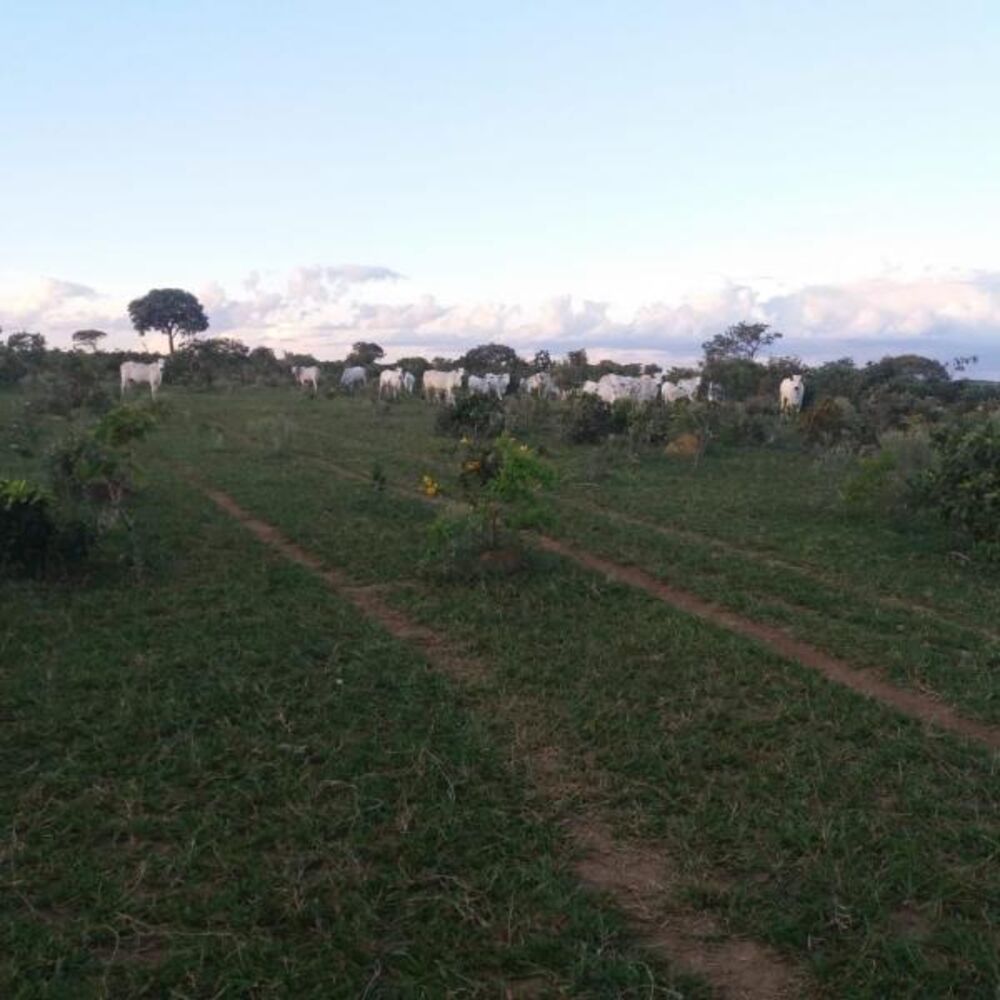 Fazenda - Foto 16