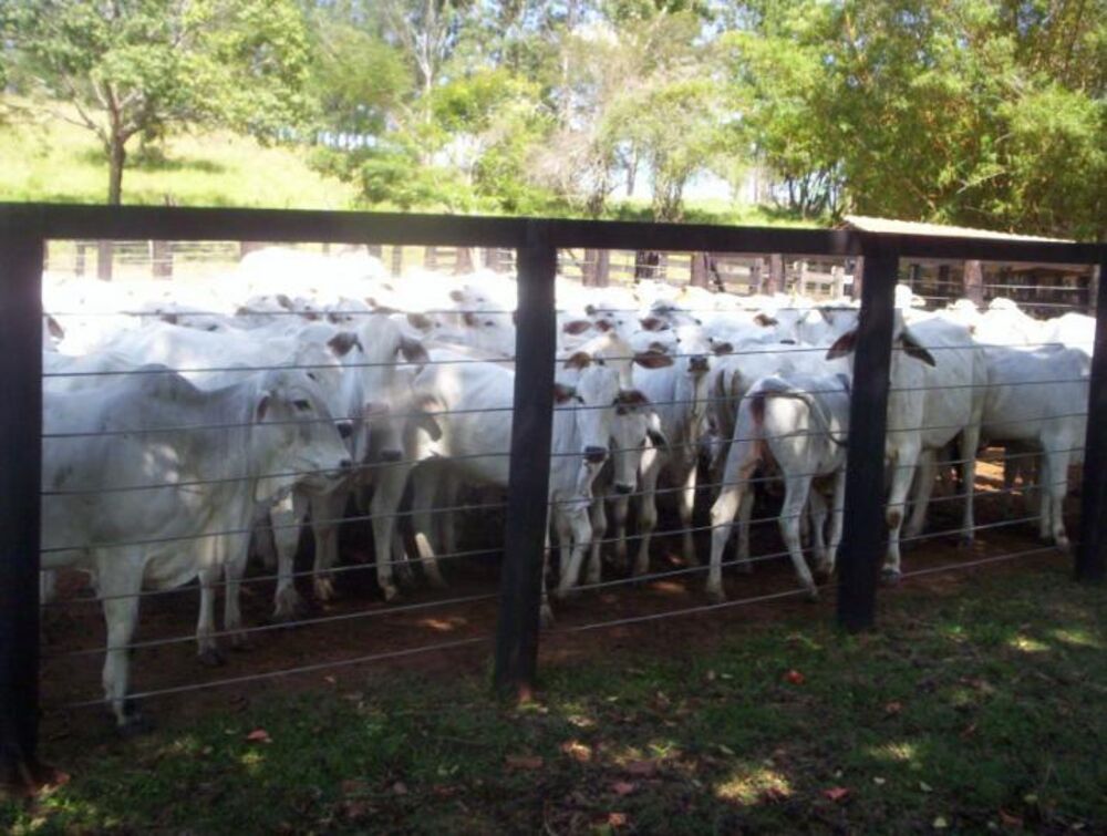 Fazenda, 5 quartos - Foto 1