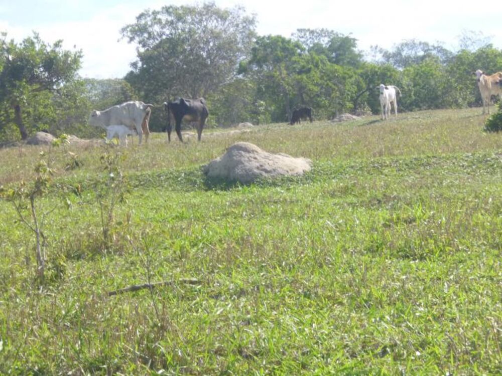 Fazenda à venda, 33m² - Foto 1