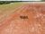 Fazenda, 702 hectares - Foto 3