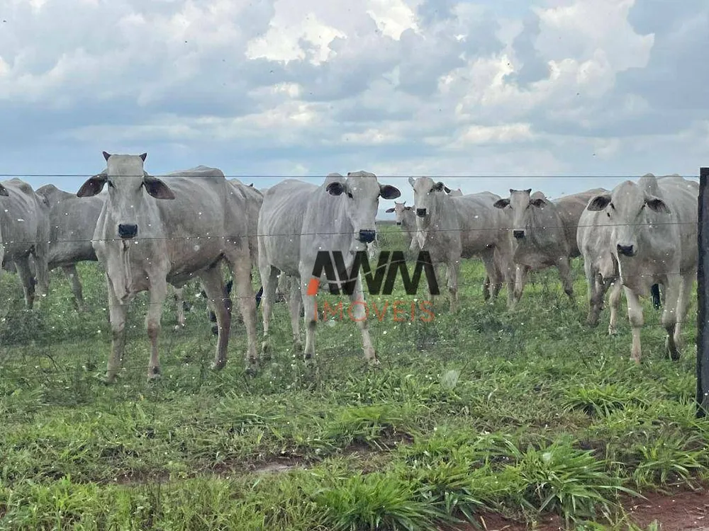 Fazenda, 2 hectares - Foto 13