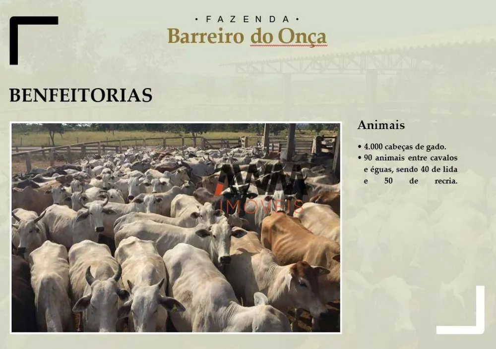 Fazenda, 9700 hectares - Foto 9