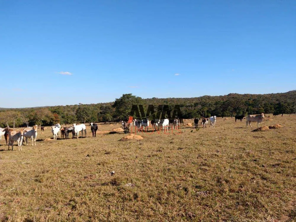 Fazenda, 213 hectares - Foto 4