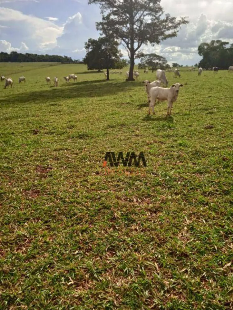 Fazenda, 160 hectares - Foto 8