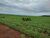 Fazenda, 10000 hectares - Foto 2