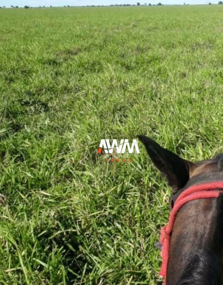 Fazenda, 1239 hectares - Foto 4