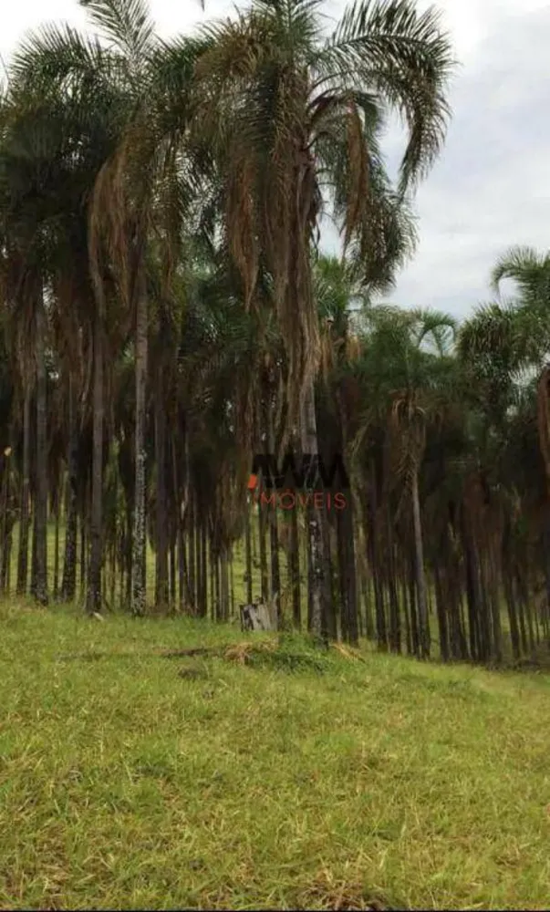 Fazenda, 80 hectares - Foto 10
