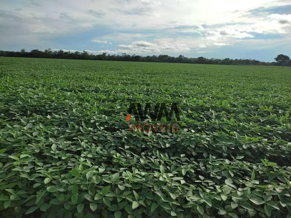Fazenda, 2483 hectares - Foto 8