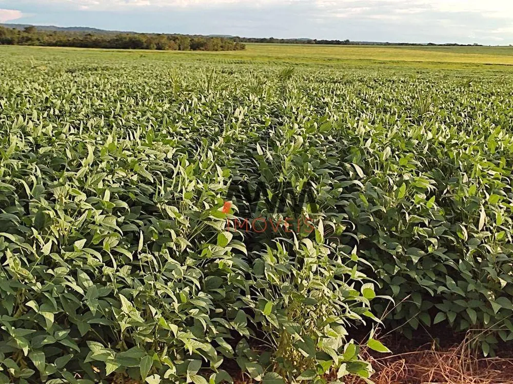 Fazenda, 2483 hectares - Foto 10