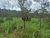 Fazenda, 4840 hectares - Foto 1