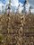 Fazenda, 1690 hectares - Foto 4