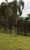 Fazenda, 80 hectares - Foto 3