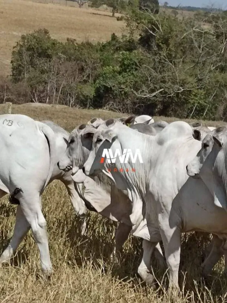 Fazenda, 242 hectares - Foto 7
