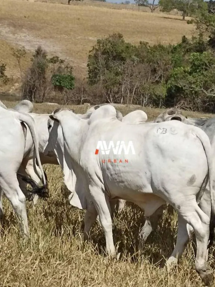 Fazenda, 242 hectares - Foto 12