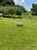 Fazenda, 1150 hectares - Foto 4