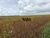 Fazenda-Sítio-Chácara, 1152 hectares - Foto 4
