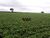 Fazenda-Sítio-Chácara, 1152 hectares - Foto 5