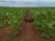 Fazenda, 4845 hectares - Foto 2