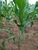 Fazenda, 4845 hectares - Foto 3
