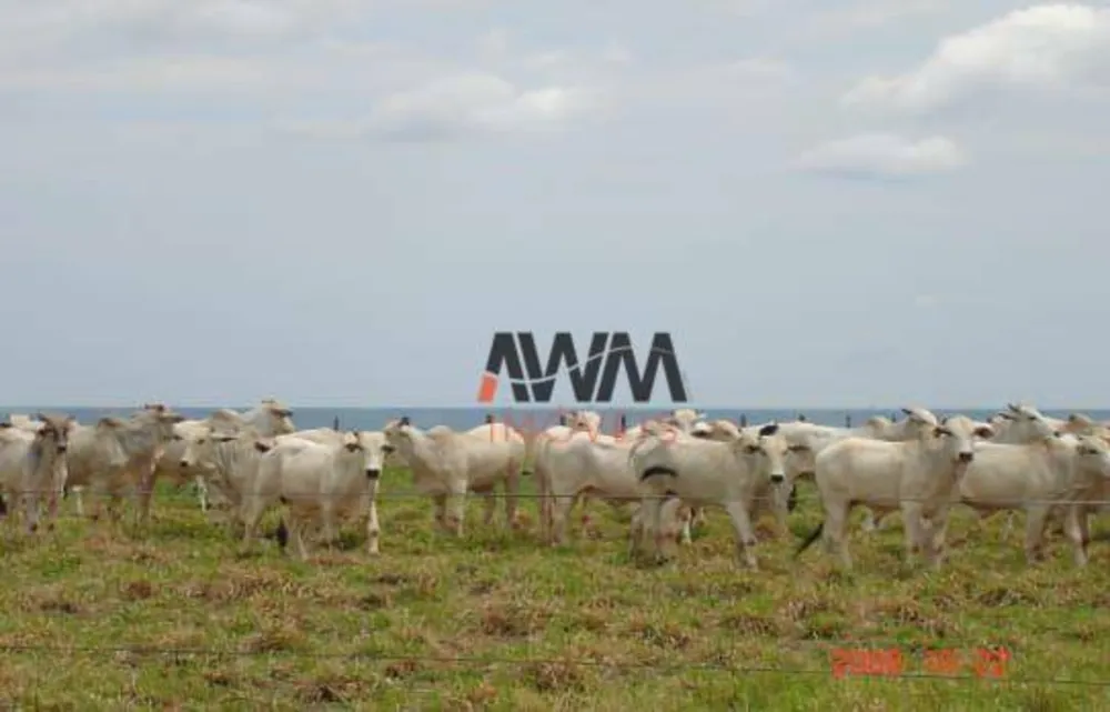 Fazenda, 6790 hectares - Foto 2