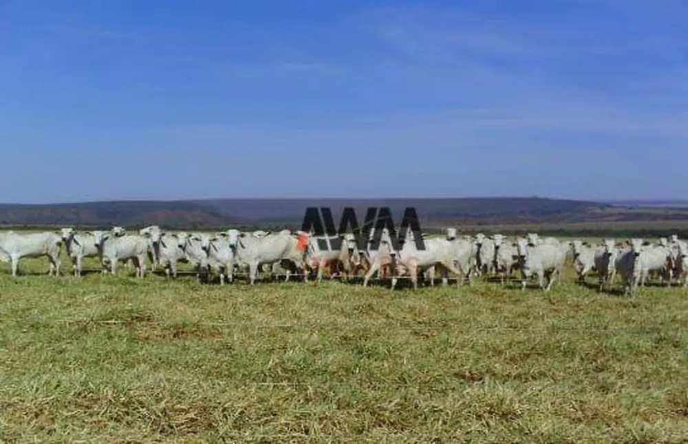Fazenda, 6790 hectares - Foto 7
