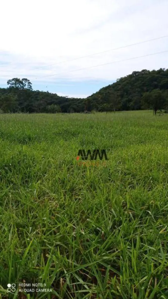 Fazenda, 244 hectares - Foto 9