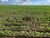 Fazenda-Sítio-Chácara, 15000 hectares - Foto 1