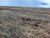 Fazenda-Sítio-Chácara, 15000 hectares - Foto 4