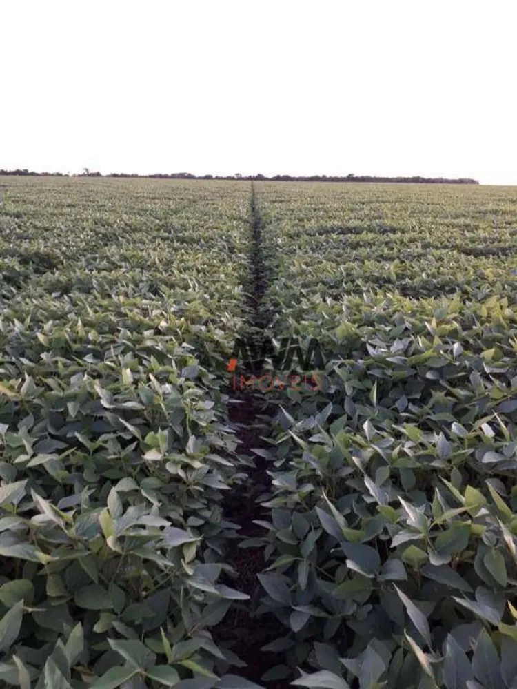 Fazenda, 1152 hectares - Foto 8