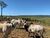 Fazenda, 12100 hectares - Foto 4