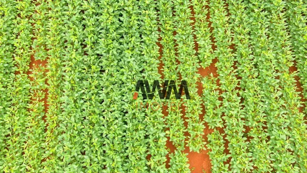 Fazenda, 5227 hectares - Foto 6