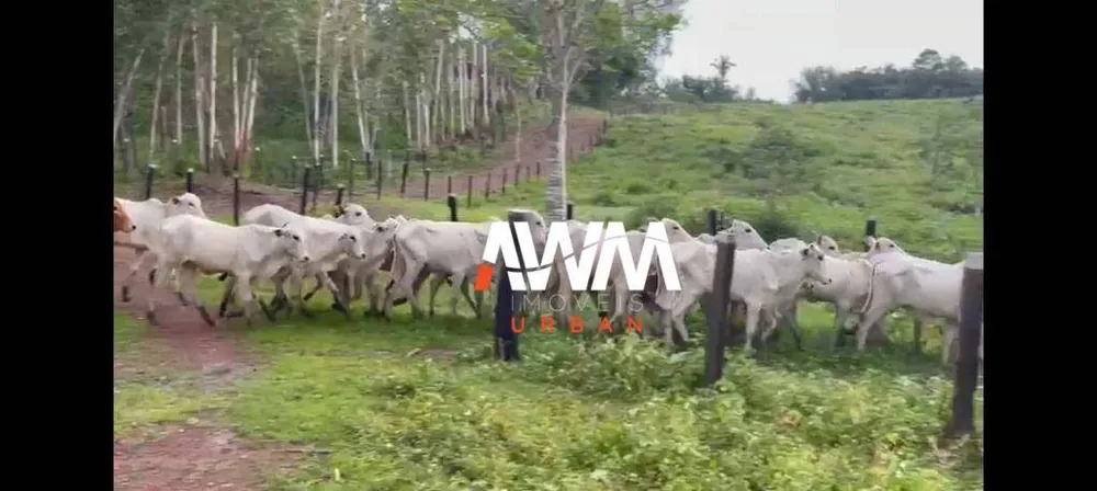 Fazenda, 333 hectares - Foto 6