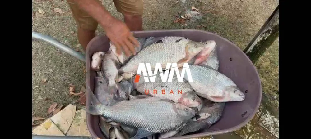 Fazenda, 333 hectares - Foto 3