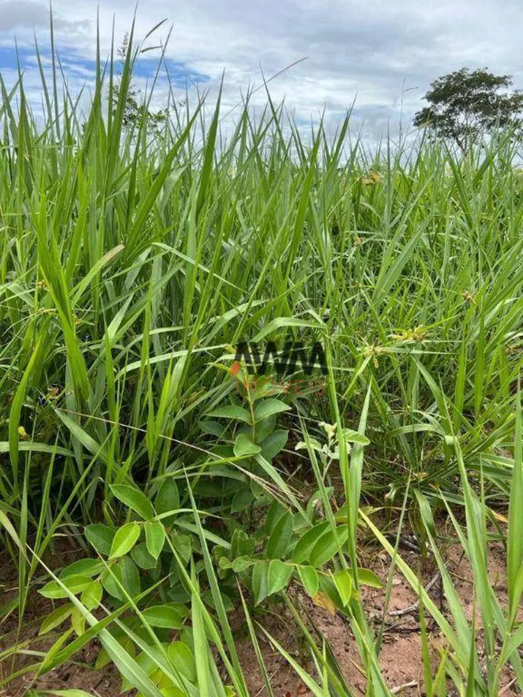 Fazenda, 3150 hectares - Foto 2
