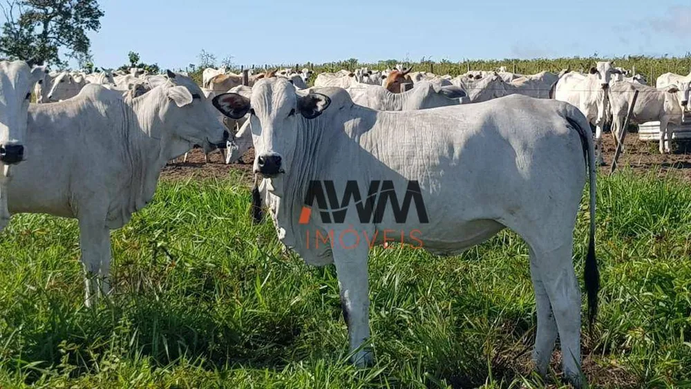 Fazenda, 3150 hectares - Foto 1