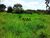 Fazenda, 242 hectares - Foto 4