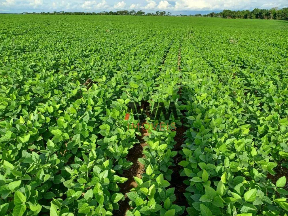 Fazenda, 2154 hectares - Foto 4