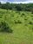 Fazenda, 97 hectares - Foto 3